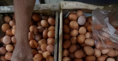Harga Telur Naik, Disperindag Bali Sebut Biang Keroknya