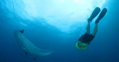 Menikmati Diving di Nusa Penida, Lihat Pari Manta di Depan Mata