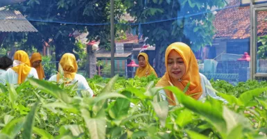 Teh Herbal Jadi Produk Unggulan Poktan Bensor Semarang
