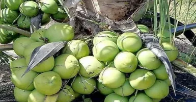 Ini Cara Diet Mudah Hasil Maksimal dengan Buah Kelapa, Simak