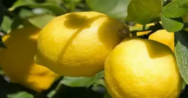 Bukan Hanya untuk Diet, Ini Manfaat Tidak Terduga Buah Lemon