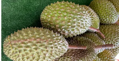 Durian Penyebab Kolestrol Naik Mitos Atau Fakta? Ternyata Mengejutkan