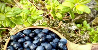 Wah, Manfaat Buah Ini Bikin Matamu Tajam di Malam Hari