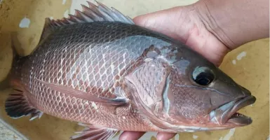 4 Cara Menghilangkan Bau Amis pada Ikan, Wajib Dicoba