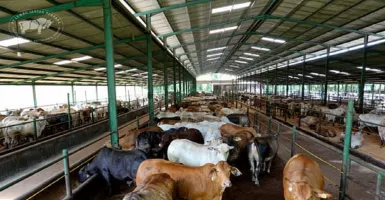 PT Lembu Jantan Siapkan Stok 1.200 Hewan Ternak untuk Idul Adha