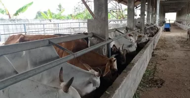 Cegah PMK, 18.000 Ternak di Kabupaten Lebak Segera Divaksin