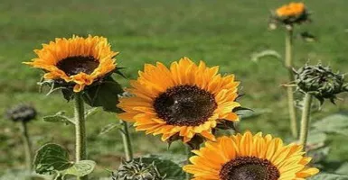Manfaat Minyak Biji Bunga Matahari untuk Kulit, Jerawat Kabur
