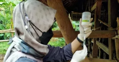 Satgas PMK Tangerang Berikan Vaksin ke 1.796 Hewan Ternak