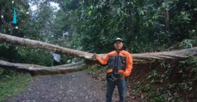 BPBD Lebak Evakuasi Pohon Tumbang di Warunggunung, Lebak