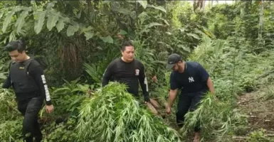 Wah, Polda Banten Temukan 3 Hektare Ladang Ganja di Aceh