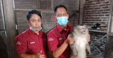 Lukai Pemilik, Petugas BKSDA Lumpuhkan Monyet dengan Obat Bius