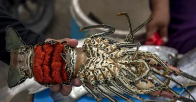 Dari Lobster Bisa Untung Banyak, Nelayan di Lebak Diminta Lakukan Ini
