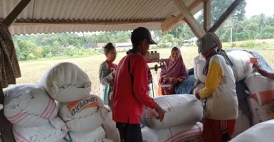 Produksi Padi Surplus, Petani di Lebak Ketiban Durian Runtuh