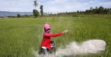 Kekurangan Pupuk NPK, Distan Banten Minta Petani Pakai Pupuk Organik
