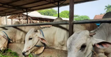 DPKP: 30 Hewan Ternak di Kabupaten Tangerang Terpapar LSD