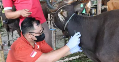 DPKP Tangerang Turunkan 100 Pemeriksa Kesehatan Hewan Kurban