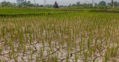 BPBD Tangerang: Lahan Pertanian yang Alami Kekeringan Bertambah