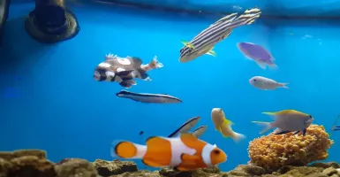 Lucunya Ikan Nemo di Aquarium Air Laut