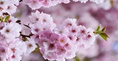 Cantiknya Bunga Sakura Tumbuh di Kebun Raya Cibodas