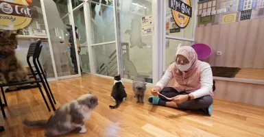 Seru, Ngopi Sambil Ditemani Kucing-kucing Lucu