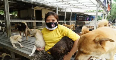 Ribuan Anjing Telantar Ditampung di Pejaten Shelter