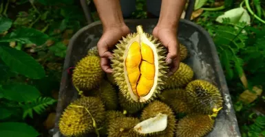 Bolehkah Makan Durian Bersama Manggis?
