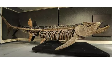 Fosil Ikan Predator Raksasa Berusia 70 Tahun Ditemukan