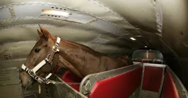 Viral Anak Kuda Ikut Duduk di Kursi Pesawat, Alasannya Menyentuh