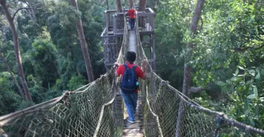 Jembatan Gantung dan Kicau Burung, Bukit Bangkirai Tak Terlupakan