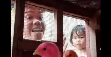 Video Lucu Pria Marahi Ayam-Ayamnya Agar Tak ke Rumah Tetangga