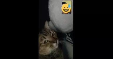 Penampakan Kucing Lucu Ganggu Video Call Pasangan Kekasih Ini