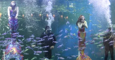 Seru! Atraksi Sulap Putri Duyung & Bajak Laut di Akuarium Ancol