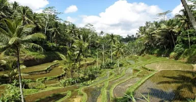 Ubud Bali Kota Paling Ramah Vegan di Dunia