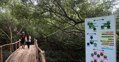 Ratuan Mangrove di Kawasan Ekowisata Bekasi Terancam Mati