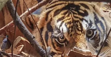 Ini Kronologi Harimau Sumatra Terkam Warga di Inhil Riau