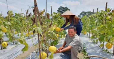 Libur Waktu yang Tepat Berburu Agrowisata Kebun Melon Emas