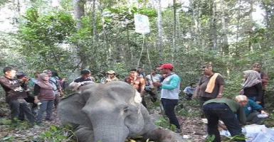 Gajah yang Mati di Riau Sudah 5 Hari Lalu