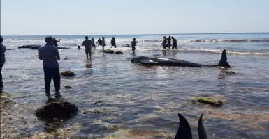 17 Ekor Paus Terdampar di Laut NTT, Fenomena Apakah?