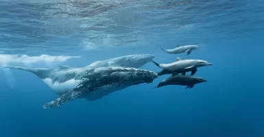 Aksi Menari Lumba-lumba dan Paus di Laut