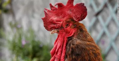 Terjadi, Emak-Emak Berantem Sebab Ayam Rusak Kebun Tetangga
