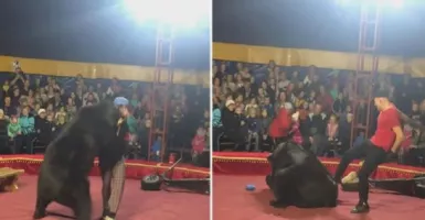 Beruang Ngamuk Serang Pelatihnya saat Pertunjukan Sirkus