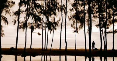 Nikmati Pesona Pantai Gumumae Maluku dengan Jejeran Pohon Kasuari