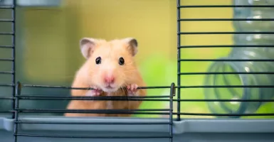 Wajib Tahu! 5 Cara Merawat Hamster Bagi Pemula