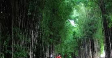 Hutan Bambu Keputih, Taman Instagramable yang Dulunya TPA