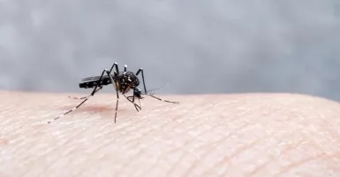 Nyamuk Aedes Aegypti Doyan Bau Badan Manusia