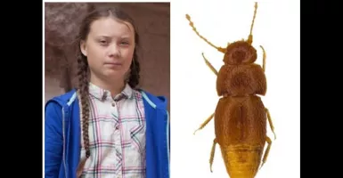 Kumbang Kecil Ini Namanya Terinspirasi dari Aktivis Belia Greta