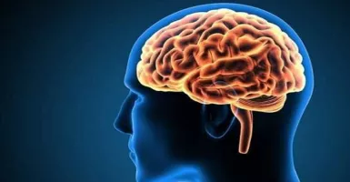 Guys, Perhatikan 5 Gizi Penting untuk Kesehatan Otak