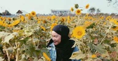 Siapkan Kamera, Ada Spot Bunga Matahari Bermekaran di Tangerang