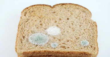 Peringatan Keras, Jangan Makan Roti yang Sudah Berjamur