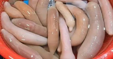 Ikan Penis jadi Makanan Lezat di Korea, Mau Coba Nggak Ya?